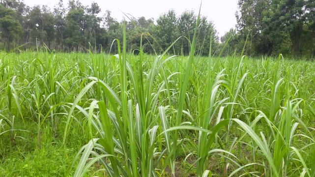 Sugarcane field in rural agricultural landscape close-up view of a lush featuring tall green leaves