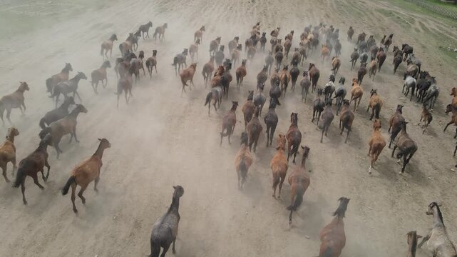 A herd of horses galloping across the grasslands of Gansu, China