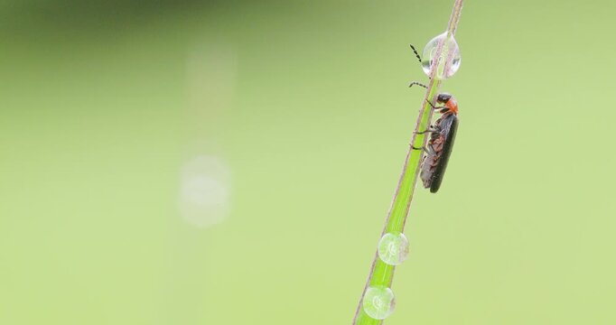 Beetle on frosted grass tip; slow motion morning macro winter warming sequence , water drops