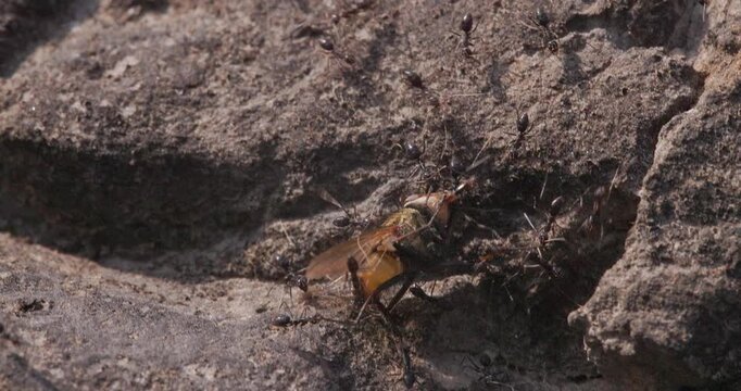 Black Ants carrying a colourful dead fly on stone; slow motion summer macro parade teamwork