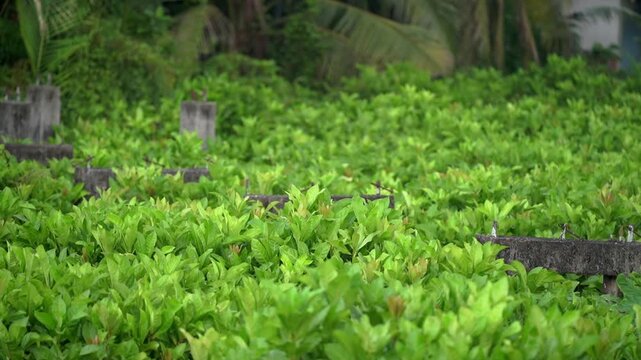 A view of forgotten concrete structural pillars slowly being reclaimed by thick green vegetation in a tropical environment.