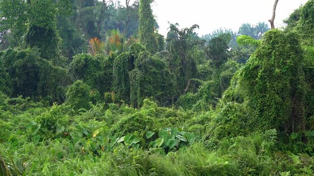 A slow upward tilting shot capturing a dense, overgrown tropical jungle filled with thick layers of ferns, wild taro patches, and massive trees completely choked by climbing vines.