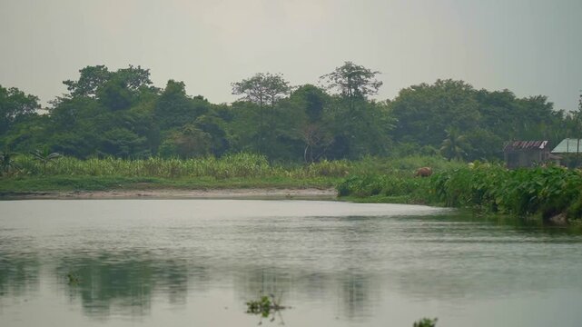 A slow panning shot across a wide river channel, revealing a distant bank lined with taro plant patches, green crops, a grazing animal, and a humble rural house nestled against the tree line.