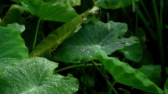 A close-up macro shot of large, bright green taro leaves (Colocasia esculenta) shaking slightly as heavy rain falls, with water droplets pooling on the hydrophobic surface.