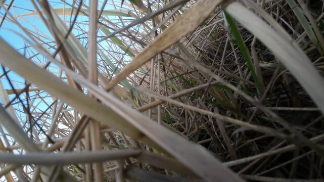 An FPV drone flies fast and low through tall grass near the Puerto Natales coastline, ending in a sudden crash landing.