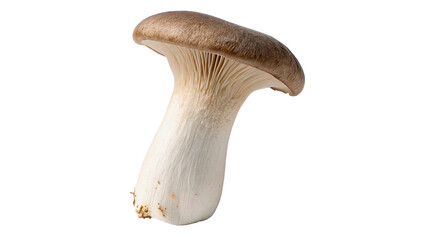 Single fresh organic king oyster eryngii mushroom asset isolated on transparent background © Ivanka