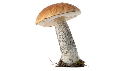 Single wild leccinum mushroom edible forest fungus asset isolated on transparent background © Ivanka