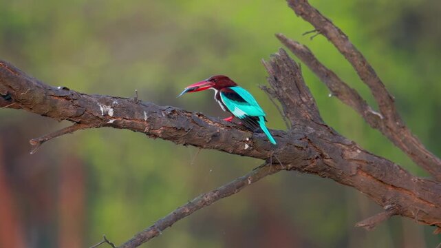 Kingfisher repeatedly tossing and beating a freshly caught fish against a tree branch to subdue and prepare it before swallowing.