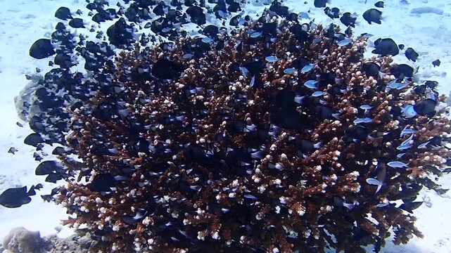 Symbiosis - Underwater videoclip of a coral pillar and the marine life.