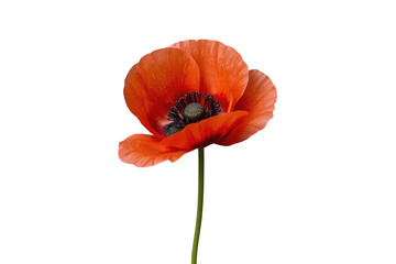 Obraz premium Red poppy creating a symbol of remembrance and natural beauty, isolated on transparent background