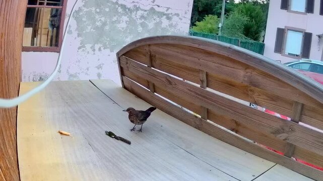 Juvenile common blackbird foraging and pecking for food on a wooden