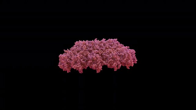 3d structure of cryo-EM parainfluenza virus 5 piv5 nucleocapsid-RNA complex, helical assembly for polymerase activity, pathogenic paramyxovirus primarily for respiratory infection rotate animation.
