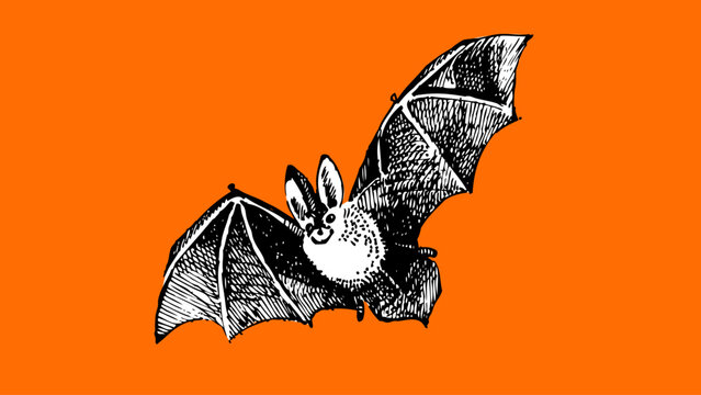 Happy Halloween banner with hand drawn bat. Vector vintage sketch isolated illustration.