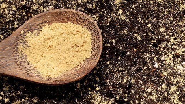 Dried ginger powder Zingiber officinale is mainly used as a natural aid for pest control and plant support in the garden. Hand holding spoon and scattering ginger powder in greenhouse.