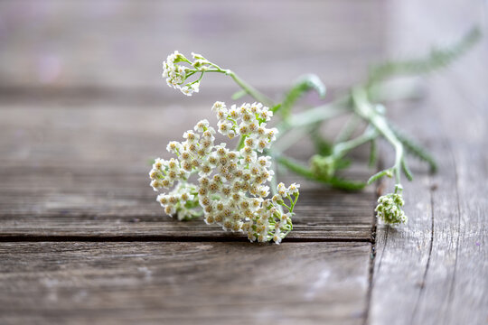 Close up Achilea millefolia on wooden table