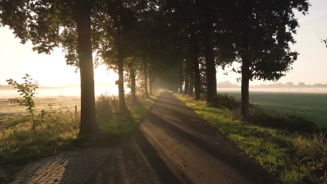 Misty morning sunrise over rural road, golden sunlight through trees in countryside landscape, foggy dawn path with long shadows and green fields
