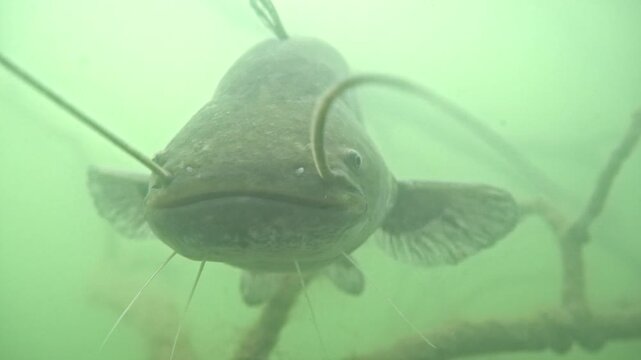 Wels catfish extending barbels from shelter underwater close up