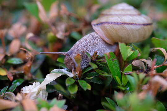 雨上りの植え込みで草を食べるカタツムリ