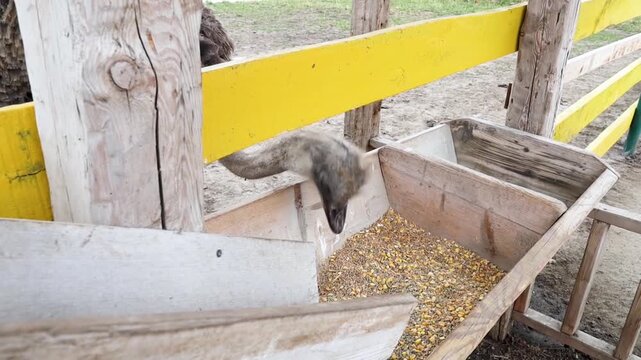 Ostriches eating grain feed from a wooden trough on a modern poultry farm. Group of big domestic birds standing in an outdoor enclosure zoo paddock during daytime.