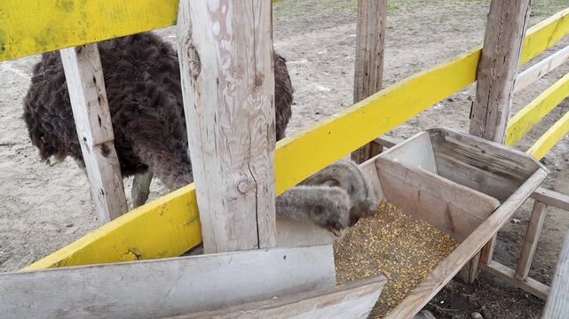 Ostriches eating grain feed from a wooden trough on a modern poultry farm. Group of big domestic birds standing in an outdoor enclosure zoo paddock during daytime.