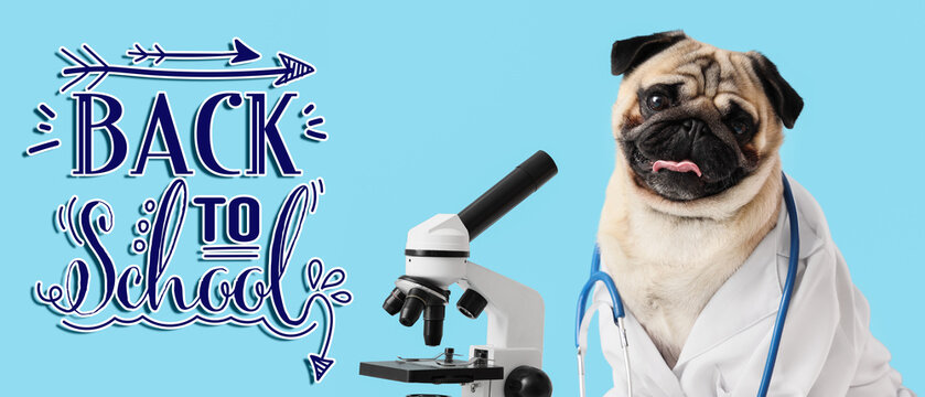 Pug dog in a lab coat with a stethoscope and microscope, back to school for veterinary science education