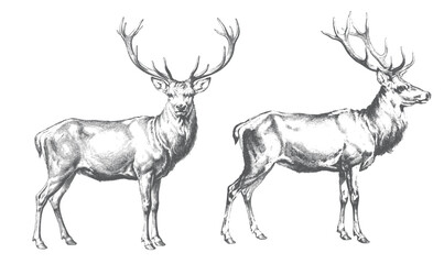 Obraz premium Vintage wildlife collection red deer stags in standing poses and engraving style.