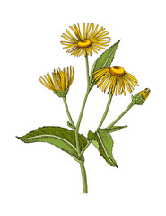 Obraz premium Elecampane hand drawn medicinal herb