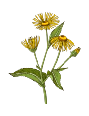 Elecampane hand drawn medicinal herb © Marina Gorskaya