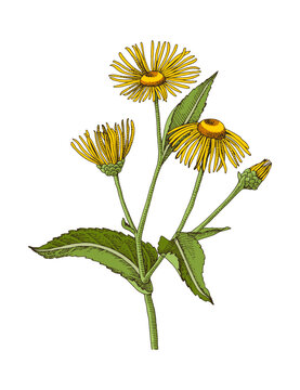 Elecampane hand drawn medicinal herb
