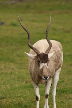 Addax Antelope with Long Spiral Horns Standing in Green Grass