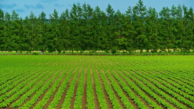 Neatly planted rows of young green crops growing across cultivated farmland in rural Hokkaido, Japan.