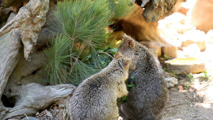 Two Quokkas Feeding on Green Leaves in a Sunny Outdoor Habitat © blueringmedia