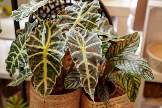 Collection of tropical houseplants including Alocasia Polly and Calathea in decorative pots inside a flower shop