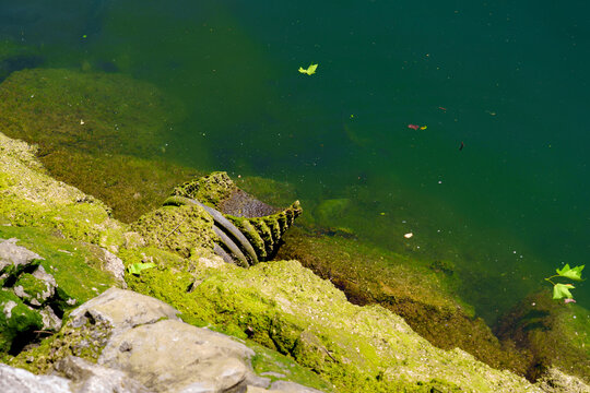 Corrugated plastic stormwater drainage outfall at the edge of a rocky harbor pier. The algae-covered drain pipe extends into calm coastal seawater
