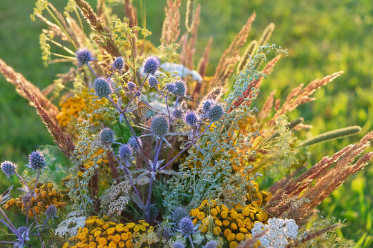 wild meadow grass close up, natural abstract background. Beautiful rustic grassland landscape of different plants. botany concept. harmony peaceful relax atmosphere.