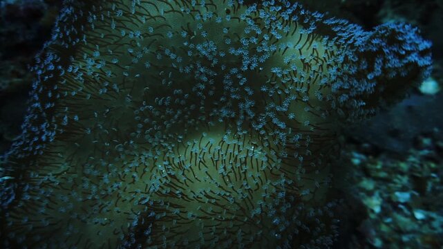 Underwater macro and close up photo of anemone, tentales, polyps. From a scuba dive in the Andaman Sea in Thailand.