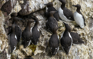 Guillemot de Troïl © JAG IMAGES