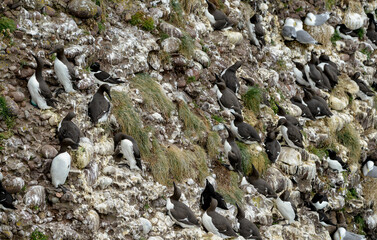 Guillemot de Troïl © JAG IMAGES