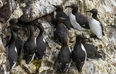 Guillemot de Troïl © JAG IMAGES
