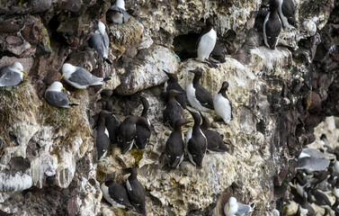 Guillemot de Troïl, Mouette tridactyle, © JAG IMAGES