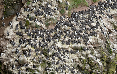 Guillemot de Troïl © JAG IMAGES