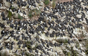 Guillemot de Troïl © JAG IMAGES