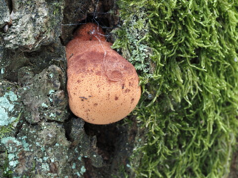 Leberreischling, Fistulina hepatica