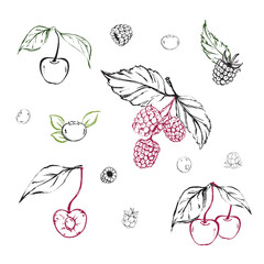 Fototapeta premium Vintage Berry and Cherry Botanical Clipart Collection Vector Set