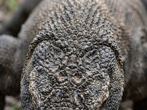 Komodo Dragon Scaly Skin Texture Close Up
