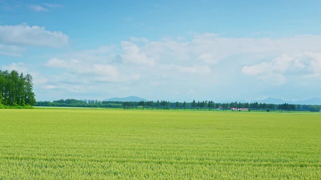 Golden wheat field stretching across the countryside with distant mountains under a blue summer sky in Hokkaido, Japan.