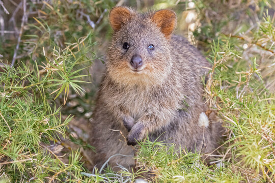 Australia, Western Australia, Rottnest Island, Close up of quokka (Setonix brachyurus)