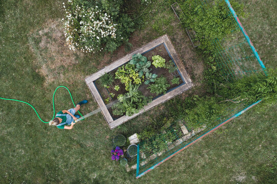 Drone shot of woman watering plants growing in raised bed at yard