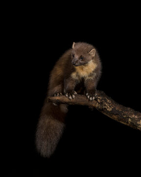 Pine marten on branch against black background