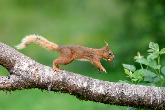 Eurasian red squirrel (Sciurus vulgaris) jumping on tree branch with nut in mouth